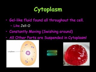 Cytoplasm Gel-like fluid found all throughout the cell.  Like  Jell-O Constantly Moving (Swishing around)  All Other Parts are Suspended in Cytoplasm! 