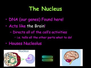 The Nucleus DNA (our genes) Found here! Acts like  the Brain ! Directs all of the cell’s activities i.e. tells all the other parts what to do!  Houses Nucleolus  