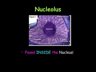 Nucleolus Found  INSIDE  the  Nucleus !  