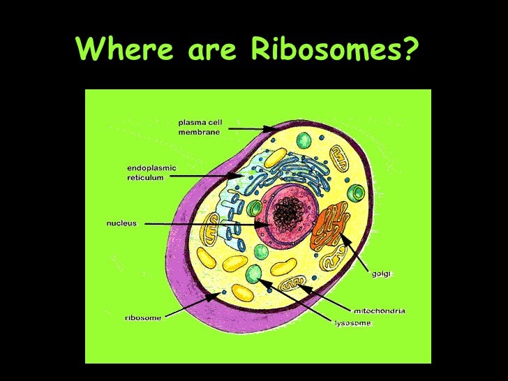 Ribosomes Function In Plant Cell Plant Ideas