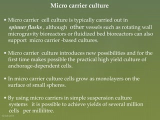 Micro carrier culture
• Micro carrier cell culture is typically carried out in
spinner flasks , although other vessels such as rotating wall
microgravity bioreactors or fluidized bed bioreactors can also
support micro carrier -based cultures.
• Micro carrier culture introduces new possibilities and for the
first time makes possible the practical high yield culture of
anchorage-dependent cells.
• In micro carrier culture cells grow as monolayers on the
surface of small spheres.
• By using micro carriers in simple suspension culture
systems it is possible to achieve yields of several million
cells per millilitre.
 