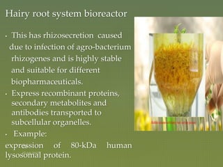 Hairy root system bioreactor
• This has rhizosecretion caused
due to infection of agro-bacterium
rhizogenes and is highly stable
and suitable for different
biopharmaceuticals.
• Express recombinant proteins,
secondary metabolites and
antibodies transported to
subcellular organelles.
• Example:
expression of 80-kDa human
lysosomal protein.
 