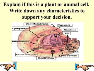 Explain if this is a plant or animal cell.
  Write down any characteristics to
        support your decision.
 