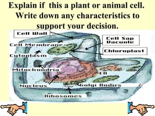 Explain if this a plant or animal cell.
 Write down any characteristics to
       support your decision.
 