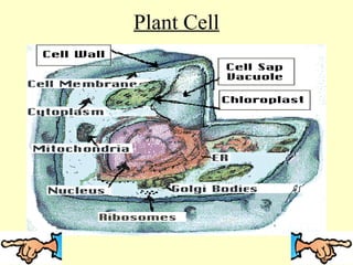 Plant Cell
 