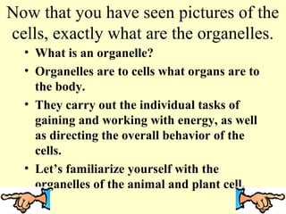 Now that you have seen pictures of the
cells, exactly what are the organelles.
  • What is an organelle?
  • Organelles are to cells what organs are to
    the body.
  • They carry out the individual tasks of
    gaining and working with energy, as well
    as directing the overall behavior of the
    cells.
  • Let’s familiarize yourself with the
    organelles of the animal and plant cell.
 