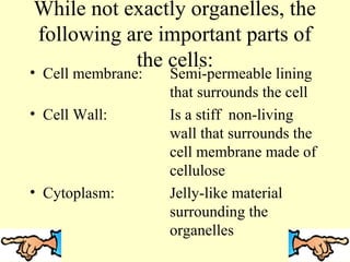 While not exactly organelles, the
following are important parts of
the cells:

• Cell membrane:
• Cell Wall:

• Cytoplasm:

Semi-permeable lining
that surrounds the cell
Is a stiff non-living
wall that surrounds the
cell membrane made of
cellulose
Jelly-like material
surrounding the
organelles

 