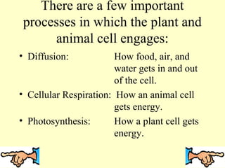 There are a few important
processes in which the plant and
animal cell engages:
• Diffusion:

How food, air, and
water gets in and out
of the cell.
• Cellular Respiration: How an animal cell
gets energy.
• Photosynthesis:
How a plant cell gets
energy.

 