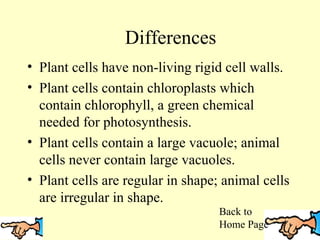 Differences
• Plant cells have non-living rigid cell walls.
• Plant cells contain chloroplasts which
contain chlorophyll, a green chemical
needed for photosynthesis.
• Plant cells contain a large vacuole; animal
cells never contain large vacuoles.
• Plant cells are regular in shape; animal cells
are irregular in shape.
Back to
Home Page

 
