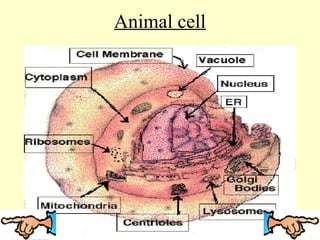 Animal cell

 