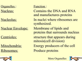 Organelles :

Function :

Nucleus:

Contains the DNA and RNA
and manufactures proteins
In nuclei where ribosomes are
synthesized.
Membrane of lipids and
proteins that surrounds nucleus
structure that appears during
mitosis(cell division)
Energy producers of the cell
Produce proteins

Nucleolus:
Nuclear Envelope:
Centrioles:
Mitochondria:
Ribosomes:

More Organelles

 