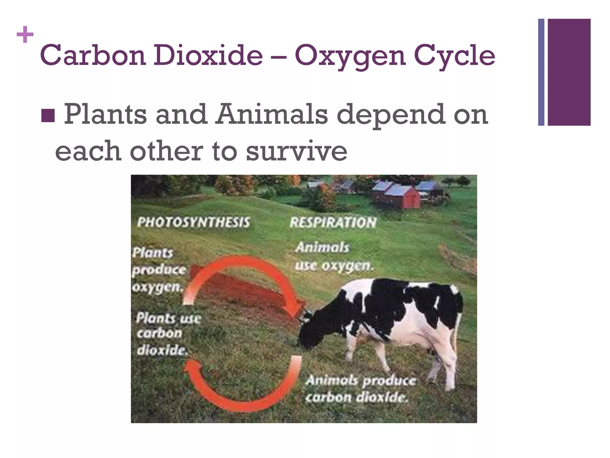 +
Carbon Dioxide – Oxygen Cycle
Plants and Animals depend on
each other to survive
