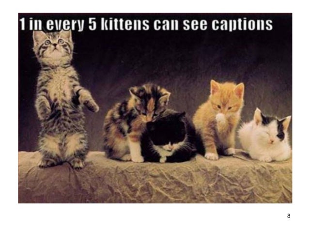 Sneezing Cat Site Youtube Com Sneezing Cat Site Youtube Com