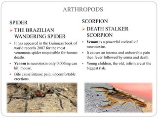 ARTHROPODS
SPIDER
 THE BRAZILIAN
WANDERING SPIDER
 It has appeared in the Guinness book of
world records 2007 for the most
venomous spider responsible for human
deaths.
 Venom is neurotoxin only 0.006mg can
kill mouse.
 Bite cause intense pain, uncomfortable
erections.
SCORPION
 DEATH STALKER
SCORPION
 Venom is a powerful cocktail of
neurotoxins.
 It causes an intense and unbearable pain
then fever followed by coma and death.
 Young children, the old, infirm are at the
biggest risk.
 