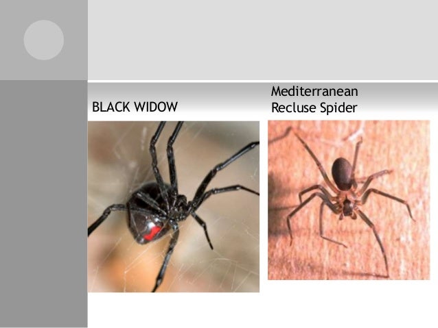animal poisons the poison of the black widow spider works by stimulating the release of excessive amounts of