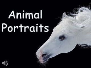 Animal portraits (v.m.)