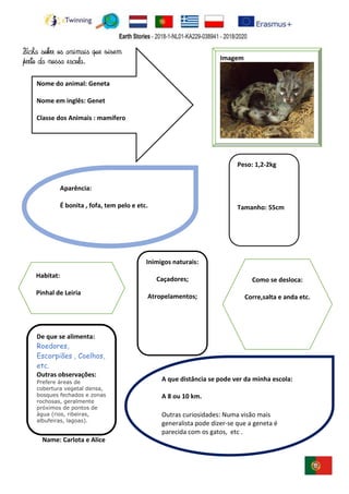 Name: Carlota e Alice
Imagem
Peso: 1,2-2kg
Tamanho: 55cm
De que se alimenta:
Roedores,
Escorpiões , Coelhos,
etc.
Outras observações:
Prefere áreas de
cobertura vegetal densa,
bosques fechados e zonas
rochosas, geralmente
próximos de pontos de
água (rios, ribeiras,
albufeiras, lagoas).
Inimigos naturais:
Caçadores;
Atropelamentos;
Nome do animal: Geneta
Nome em inglês: Genet
Classe dos Animais : mamífero
A que distância se pode ver da minha escola:
A 8 ou 10 km.
Outras curiosidades: Numa visão mais
generalista pode dizer-se que a geneta é
parecida com os gatos, etc .
Aparência:
É bonita , fofa, tem pelo e etc.
Como se desloca:
Corre,salta e anda etc.
Habitat:
Pinhal de Leiria
Ficha sobre os animais que vivem
perto da nossa escola.
 