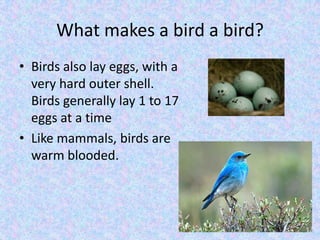 What makes a bird a bird?Birds also lay eggs, with a very hard outer shell. Birds generally lay 1 to 17 eggs at a timeLike mammals, birds are warm blooded.