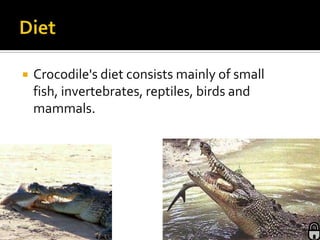    Crocodile's diet consists mainly of small
    fish, invertebrates, reptiles, birds and
    mammals.
 