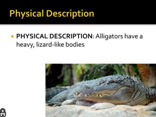    PHYSICAL DESCRIPTION: Alligators have a
    heavy, lizard-like bodies
 