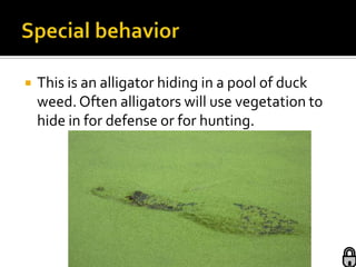    This is an alligator hiding in a pool of duck
    weed. Often alligators will use vegetation to
    hide in for defense or for hunting.
 