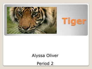 Tiger


Alyssa Oliver
  Period 2
 