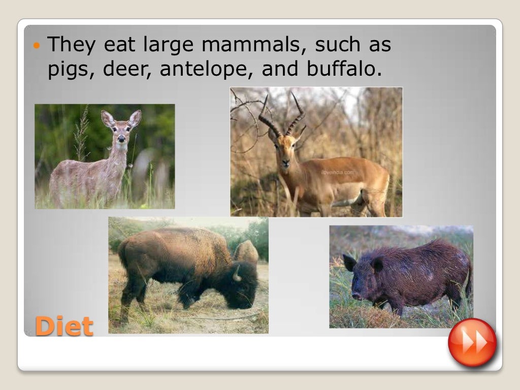 Animal Power Point