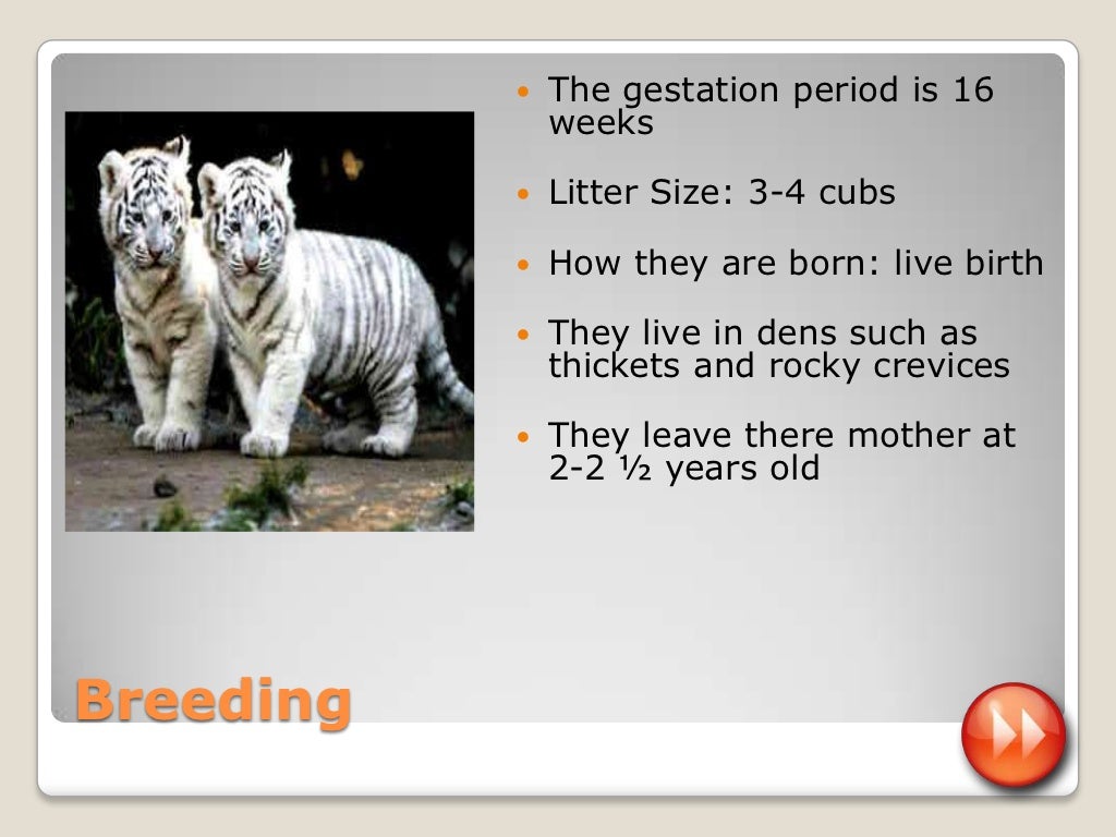 Animal Power Point