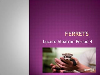 Lucero Albarran Period 4
 