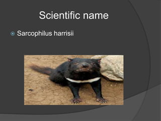 Scientific name
   Sarcophilus harrisii
 