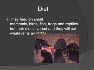 Diet
   They feed on small
    mammals, birds, fish, frogs and reptiles
    but their diet is varied and they will eat
    whatever is available.
 