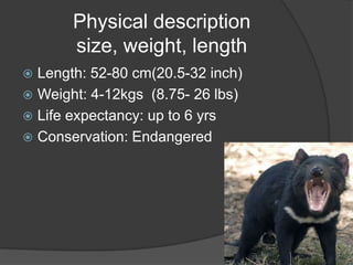 Physical description
       size, weight, length
 Length: 52-80 cm(20.5-32 inch)
 Weight: 4-12kgs (8.75- 26 lbs)
 Life expectancy: up to 6 yrs
 Conservation: Endangered
 