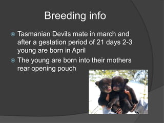 Breeding info
 Tasmanian Devils mate in march and
  after a gestation period of 21 days 2-3
  young are born in April
 The young are born into their mothers
  rear opening pouch
 