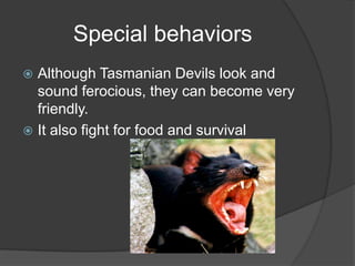 Special behaviors
 Although Tasmanian Devils look and
  sound ferocious, they can become very
  friendly.
 It also fight for food and survival
 