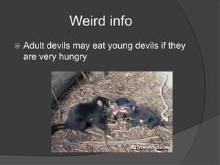 Weird info
   Adult devils may eat young devils if they
    are very hungry
 