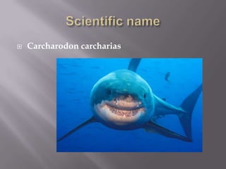    Carcharodon carcharias
 