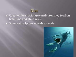    Great white sharks are carnivores they feed on
    fish, tuna and sting rays.
   Some eat dolphins wheals an seals
 