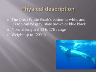    The Great White Shark's bottom is white and
    it's top can be gray, slate brown or blue black
   Normal length is 13 to 17ft range
   Weight up to 1200 lb
 