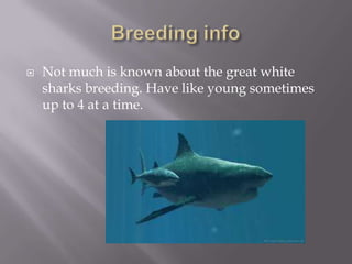    Not much is known about the great white
    sharks breeding. Have like young sometimes
    up to 4 at a time.
 