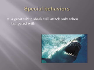    a great white shark will attack only when
    tampered with
 
