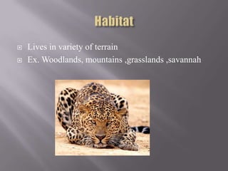    Lives in variety of terrain
   Ex. Woodlands, mountains ,grasslands ,savannah
 