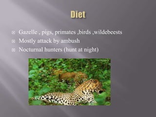    Gazelle , pigs, primates ,birds ,wildebeests
   Mostly attack by ambush
   Nocturnal hunters (hunt at night)
 