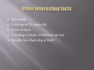    Nocturnal
   Lives up to 13 years old
   Lives in trees
   Can drag a whole wildebeest up tree
   Weighs less than a kg at birth
 