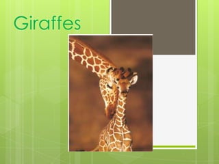 Giraffes
 