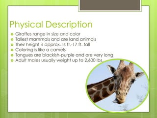 Giraffes | PPTX