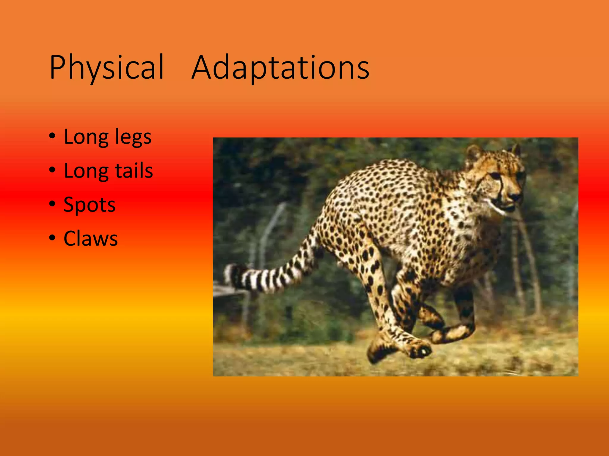Physical Adaptations
• Long legs
• Long tails
• Spots
• Claws