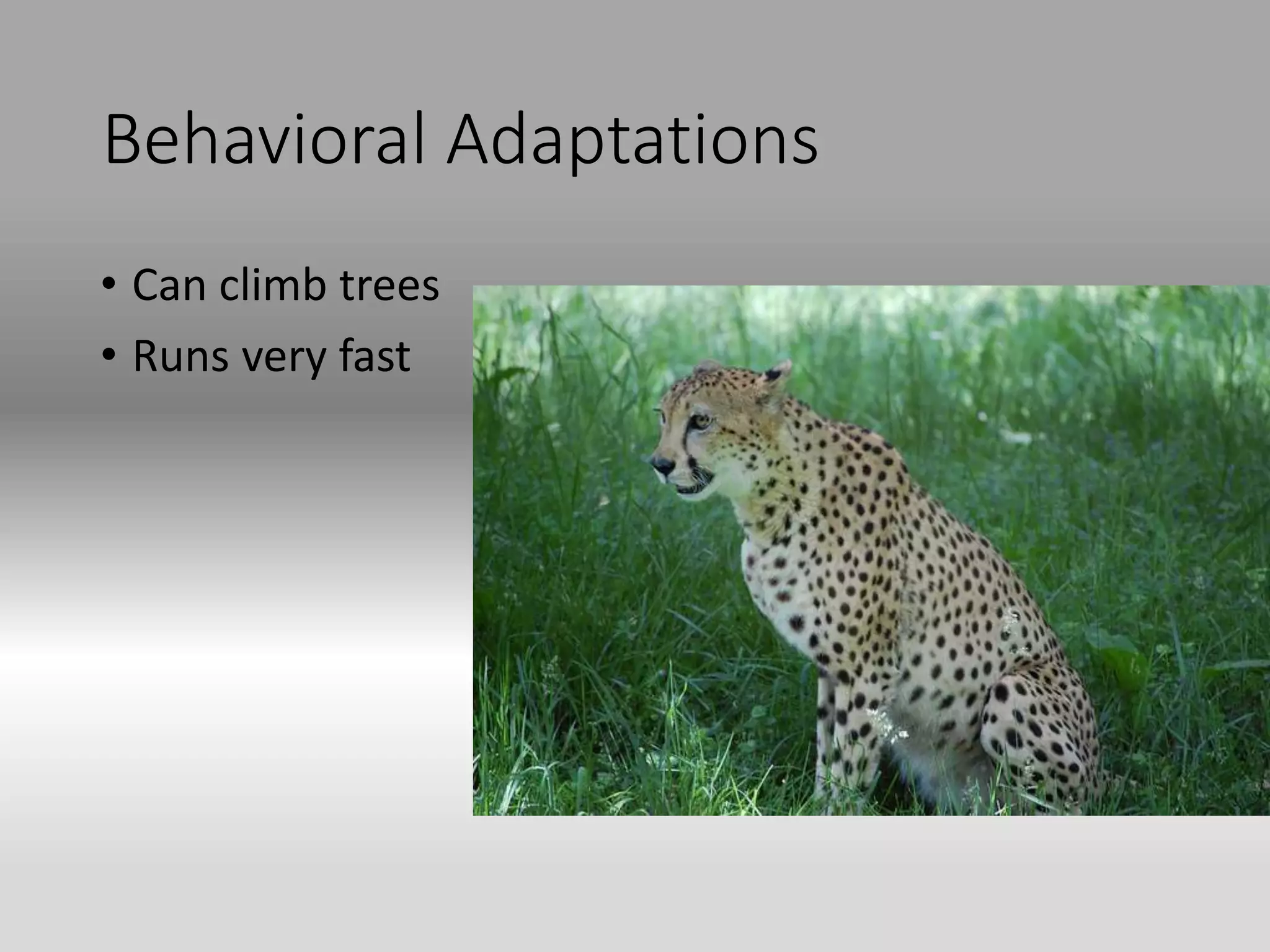 Behavioral Adaptations
• Can climb trees
• Runs very fast