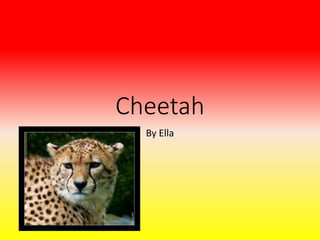 Cheetah
By Ella
 
