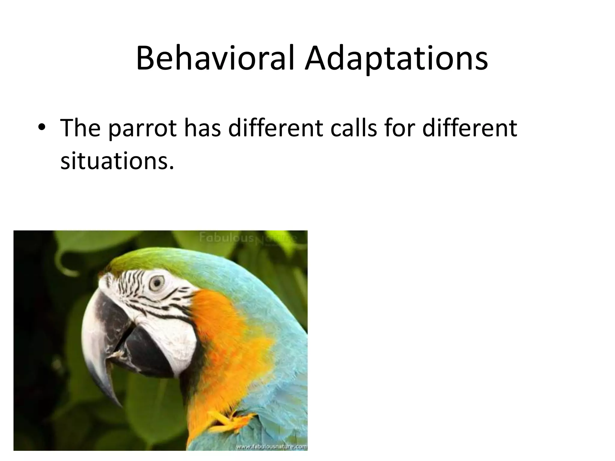Behavioral Adaptations
• The parrot has different calls for different
situations.