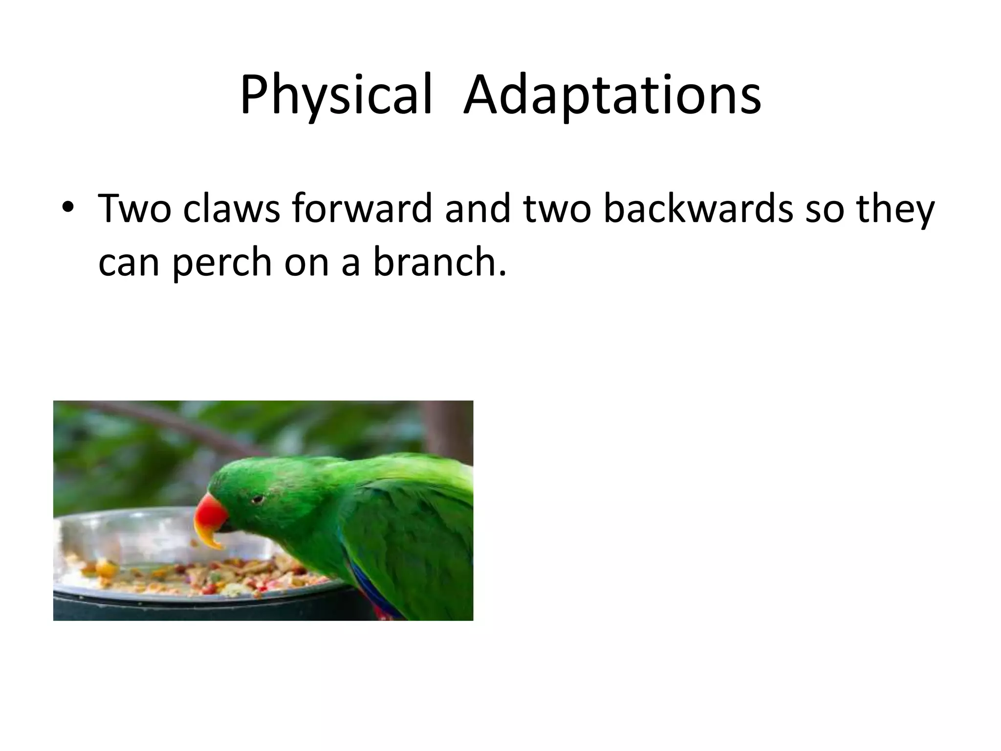 Physical Adaptations
• Two claws forward and two backwards so they
can perch on a branch.